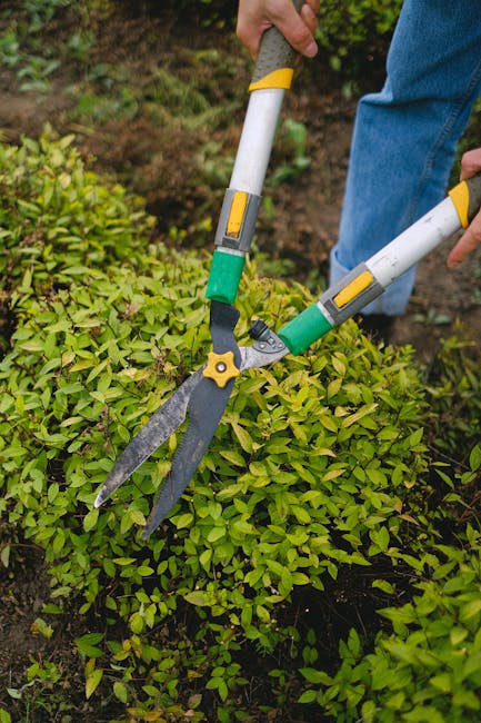 A person using a pair of professional hedge trimming shears with yellow and green handles to prune a dense, vibrant green shrub in a garden setting. The shrub's leaves are small and glossy, covering a