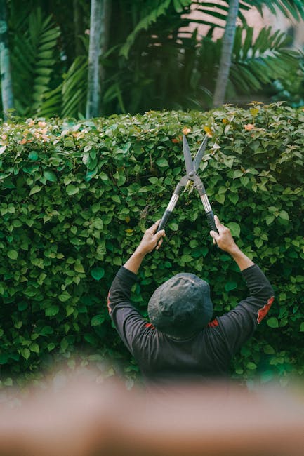 A person using a pair of professional hedge trimming shears with yellow and green handles to prune a dense, vibrant green shrub in a garden setting. The shrub's leaves are small and glossy, covering a